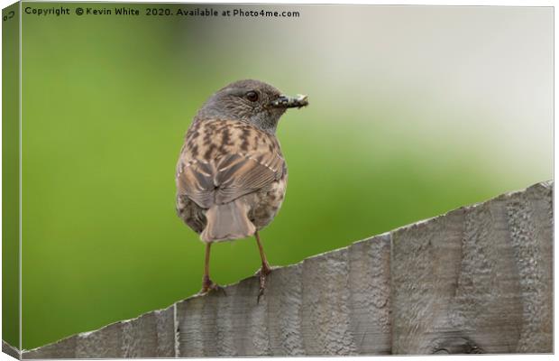 Dunnock Canvas Print by Kevin White