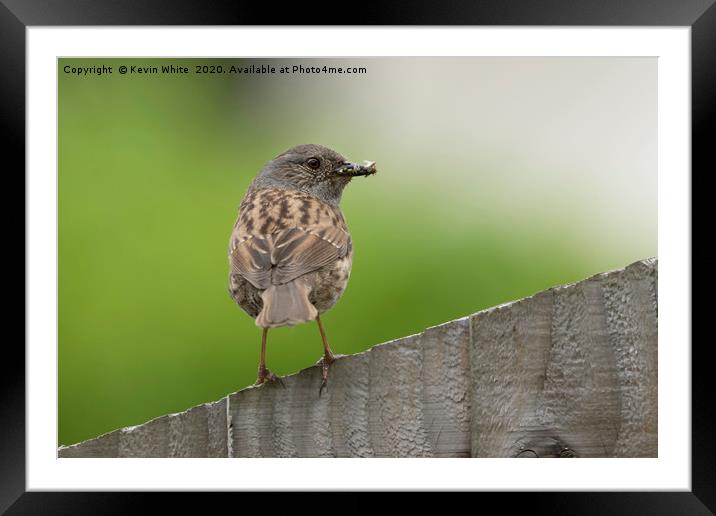 Dunnock Framed Mounted Print by Kevin White