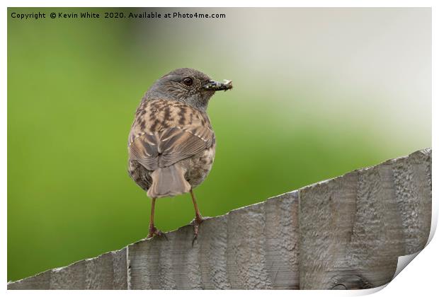 Dunnock Print by Kevin White