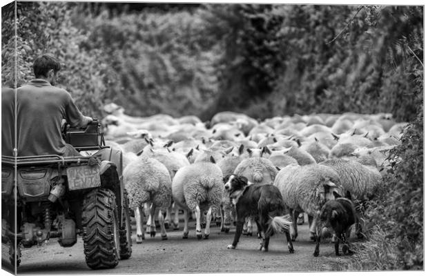 Herding sheep - Exmoor Canvas Print by Shaun Davey