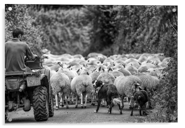 Herding sheep - Exmoor Acrylic by Shaun Davey