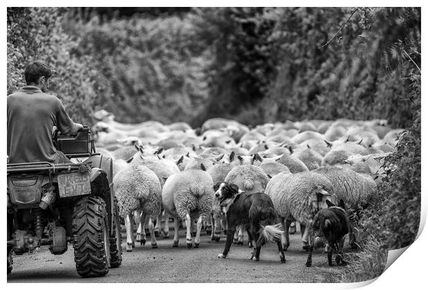 Herding sheep - Exmoor Print by Shaun Davey