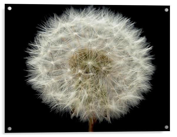 Dandelion Seed Head Acrylic by Shaun Davey
