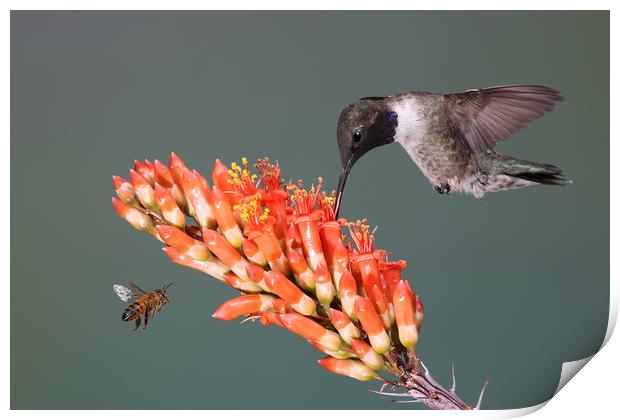 Black-chinned Hummingbird & friend Print by John Hudson