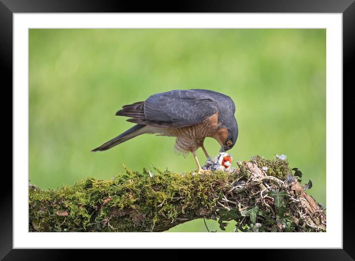 Sparrowhawk with Prey Framed Mounted Print by John Hudson