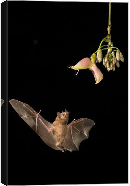 Bat feeding from flower Canvas Print by John Hudson