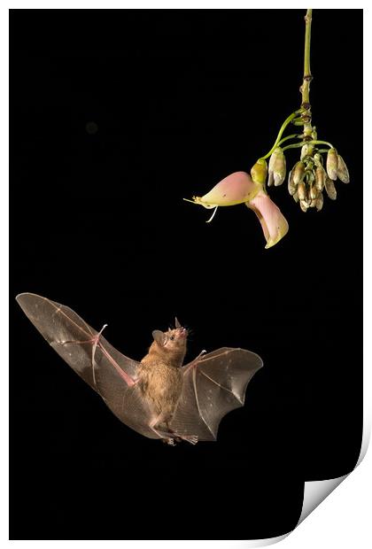 Bat feeding from flower Print by John Hudson
