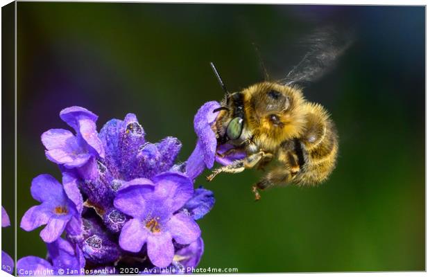 Bee on Lavender Canvas Print by Ian Rosenthal