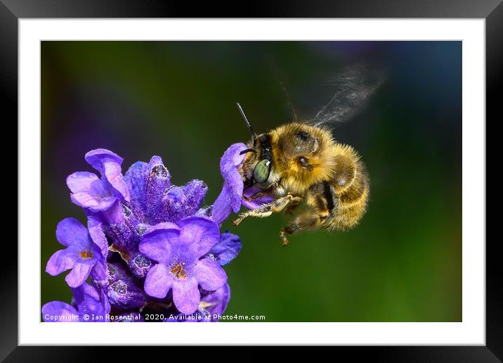 Bee on Lavender Framed Mounted Print by Ian Rosenthal