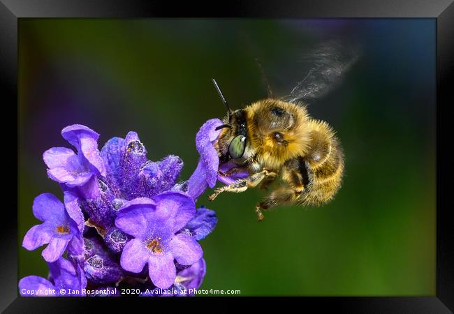 Bee on Lavender Framed Print by Ian Rosenthal