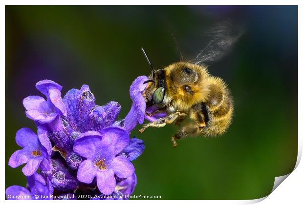 Bee on Lavender Print by Ian Rosenthal