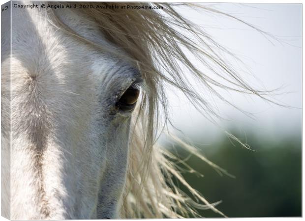 Brown Eyes. Canvas Print by Angela Aird