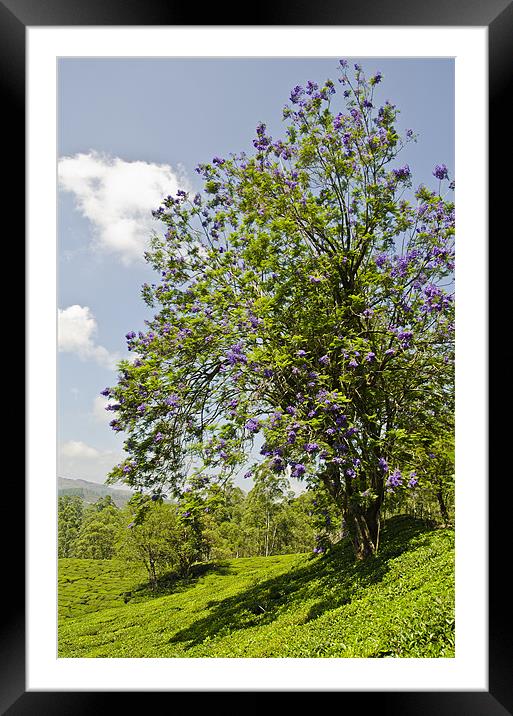 purple flowers Framed Mounted Print by Hassan Najmy