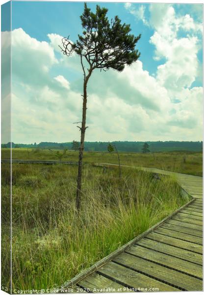 Lone tree next to boardwalk at wolverton in Norfol Canvas Print by Clive Wells