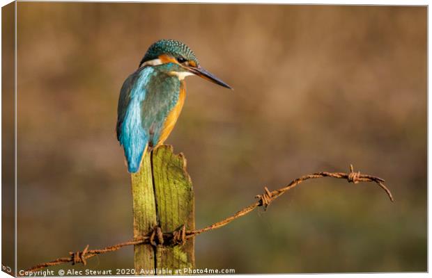 Kingfisher on Fence Post Canvas Print by Alec Stewart