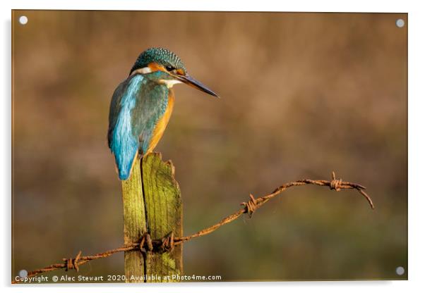 Kingfisher on Fence Post Acrylic by Alec Stewart