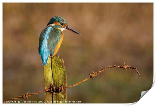 Kingfisher on Fence Post Print by Alec Stewart