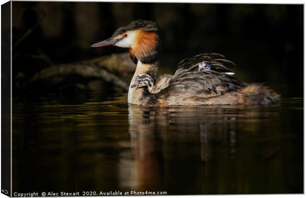 Great Crested Grebe Canvas Print by Alec Stewart