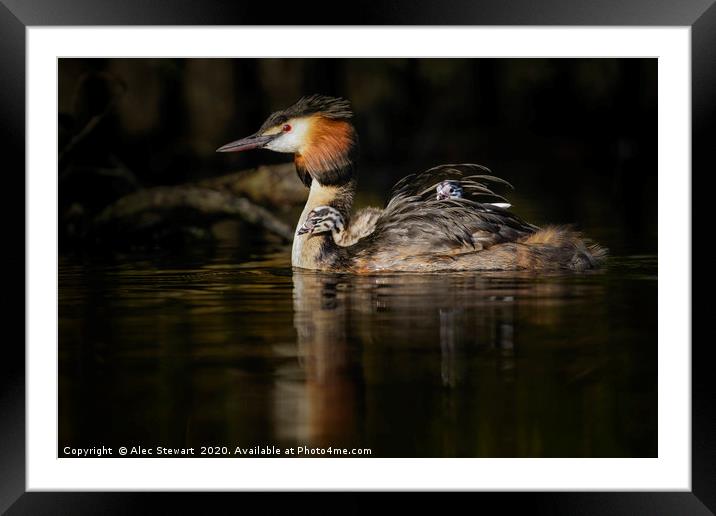 Great Crested Grebe Framed Mounted Print by Alec Stewart