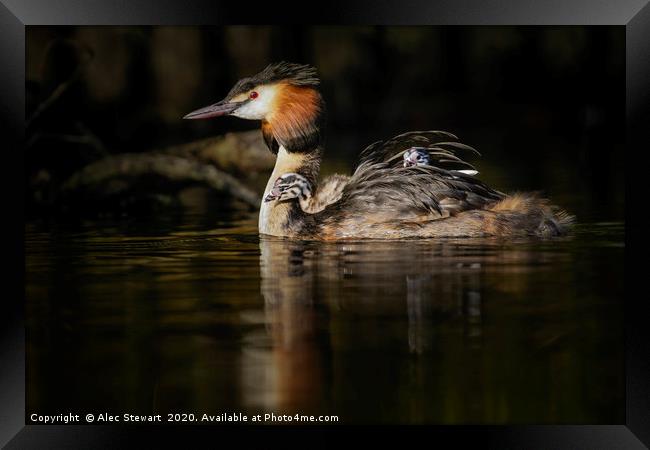 Great Crested Grebe Framed Print by Alec Stewart