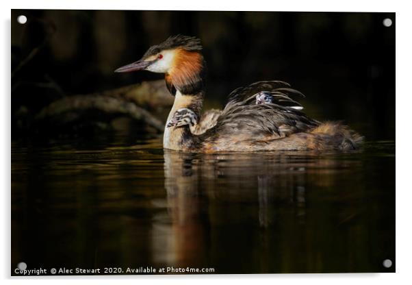 Great Crested Grebe Acrylic by Alec Stewart