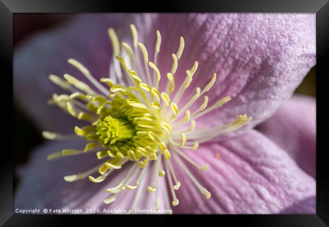 Pink Clematis Framed Print by Kate Whiston