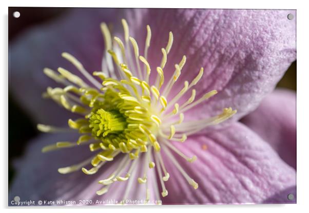 Pink Clematis Acrylic by Kate Whiston