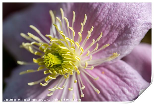Pink Clematis Print by Kate Whiston
