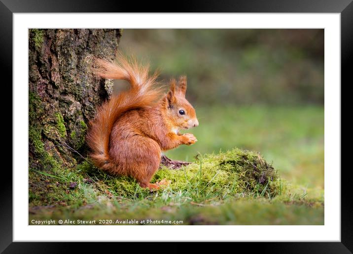 Red Squirrel Framed Mounted Print by Alec Stewart