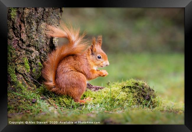Red Squirrel Framed Print by Alec Stewart