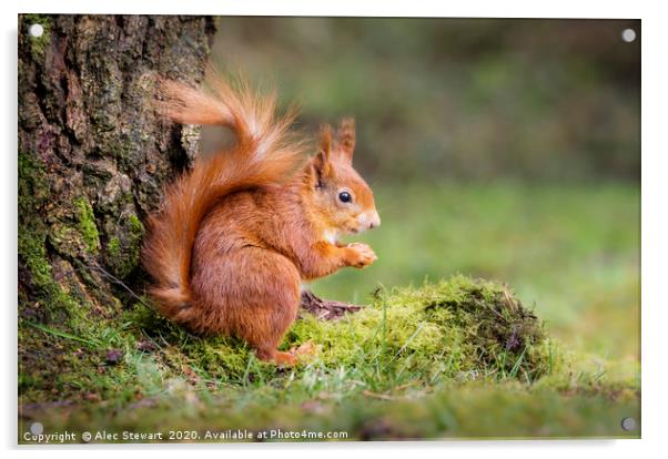 Red Squirrel Acrylic by Alec Stewart