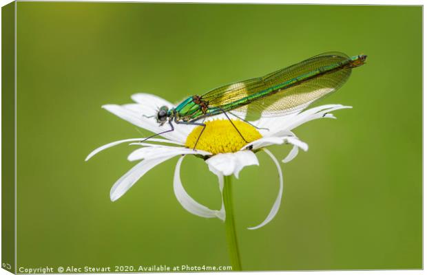 Banded Demoiselle on Oxeye Daisy Canvas Print by Alec Stewart