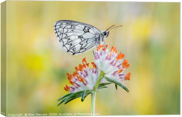 Marbled White Butterfly on Horseshoe Vetch Canvas Print by Alec Stewart