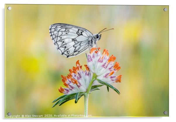 Marbled White Butterfly on Horseshoe Vetch Acrylic by Alec Stewart