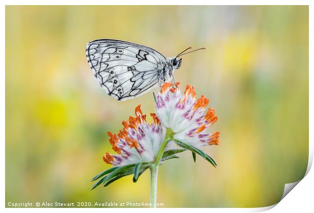 Marbled White Butterfly on Horseshoe Vetch Print by Alec Stewart