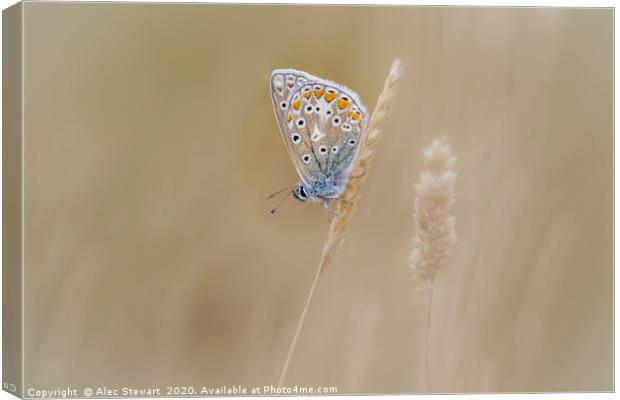 Common Blue Butterfly Canvas Print by Alec Stewart