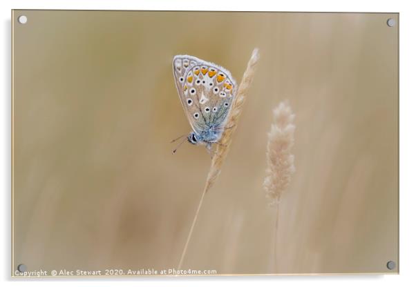 Common Blue Butterfly Acrylic by Alec Stewart