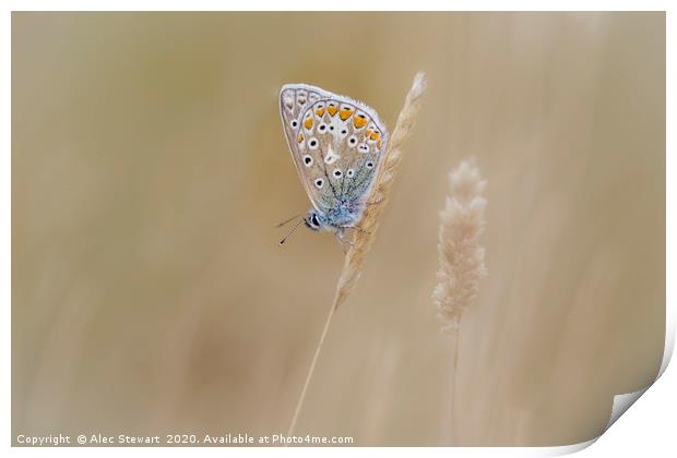 Common Blue Butterfly Print by Alec Stewart