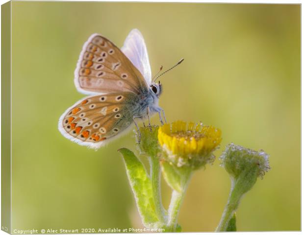 Common Blue Butterfly  Canvas Print by Alec Stewart