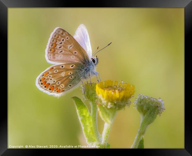 Common Blue Butterfly  Framed Print by Alec Stewart