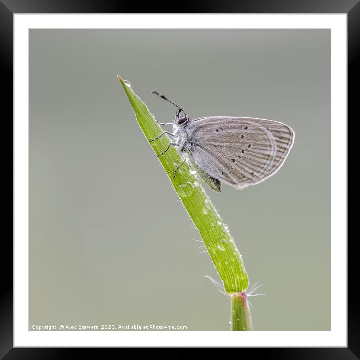 Small Blue Butterfly  Framed Mounted Print by Alec Stewart