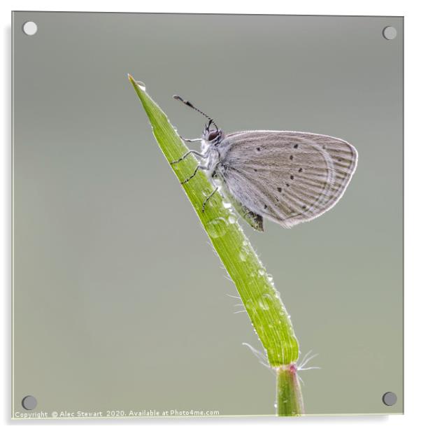 Small Blue Butterfly  Acrylic by Alec Stewart
