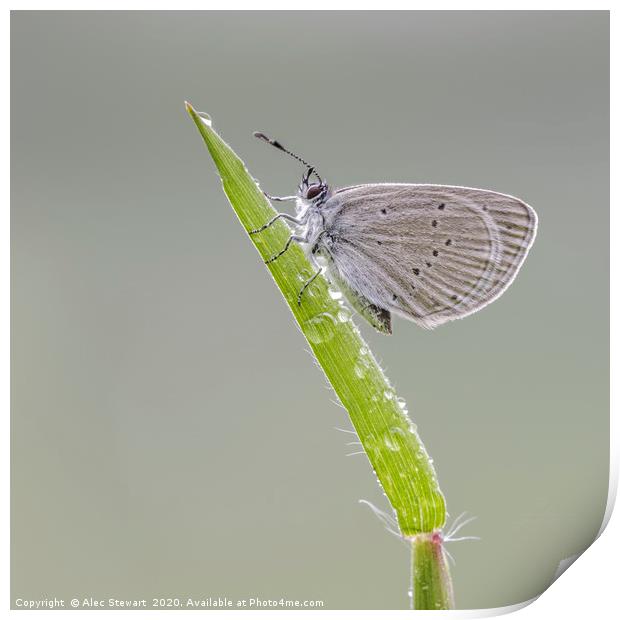 Small Blue Butterfly  Print by Alec Stewart