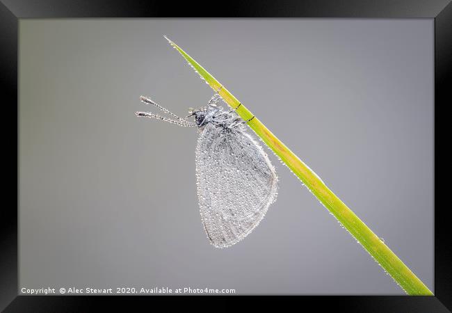 Small Blue Butterfly  Framed Print by Alec Stewart