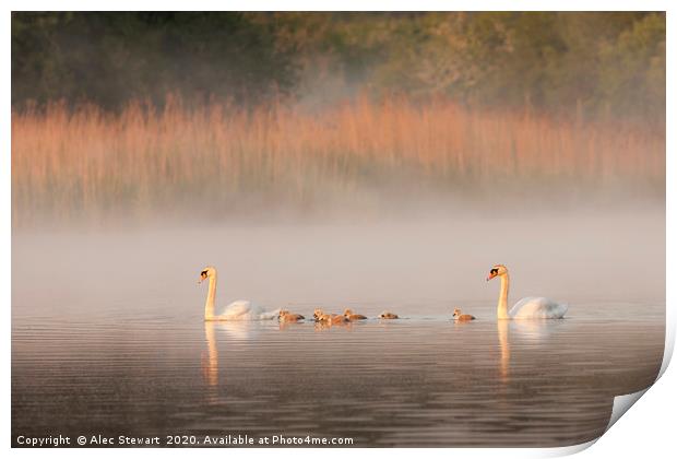 Mute Swans and Cygnets Print by Alec Stewart