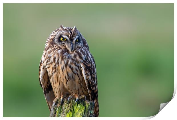 Short-eared Owl bird of prey portrait Print by Stephen Rennie