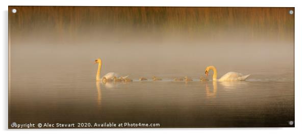 Mute Swan Family Acrylic by Alec Stewart