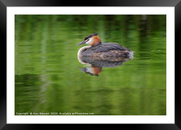 Great Crested Grebe Framed Mounted Print by Alec Stewart