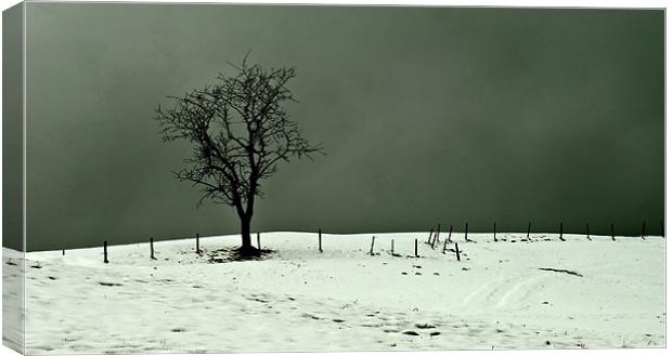 Solitary Tree Canvas Print by richard downes