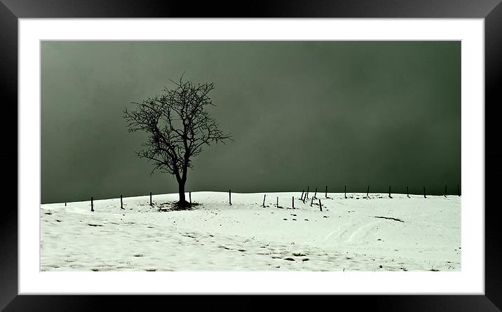 Solitary Tree Framed Mounted Print by richard downes